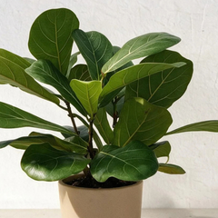 Fiddle Leaf Fig UAE — The Tap Water Problem Explained