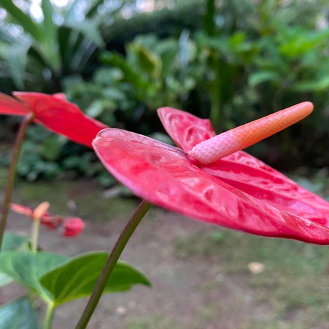 Best Light Conditions for Flamingo Plants: How Much Indirect Sun Is Ideal?