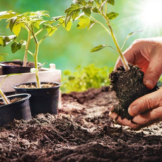 7 Gardening trends you will see in 2022