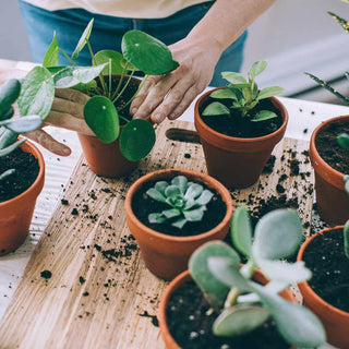 Unlock The Benefits Of Snake Plant: Why This Hardy Houseplant Is A Must-Have