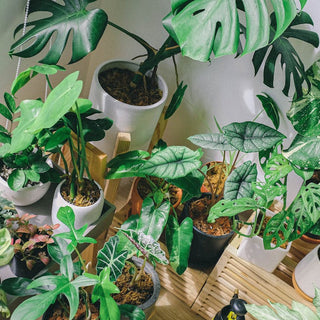 Best Houseplants For Dark Rooms