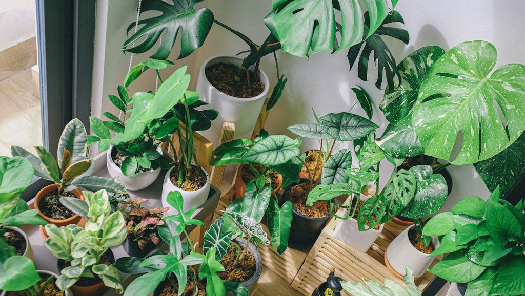 Houseplants for dark rooms
