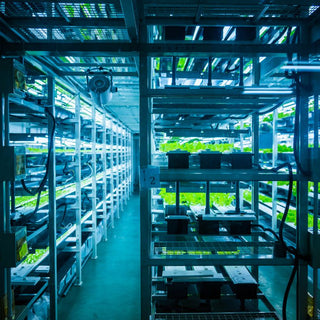 Hydroponics: The Future of Gardening in the UAE