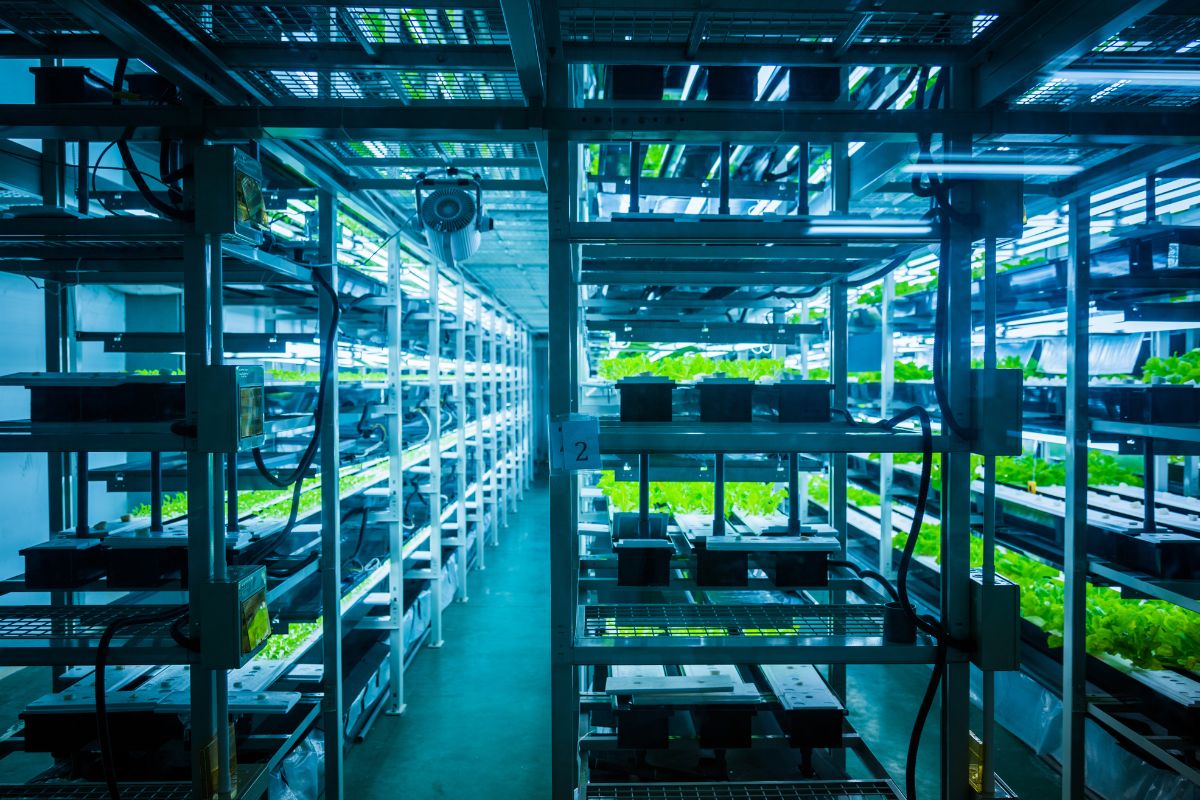Hydroponics: The Future of Gardening in the UAE