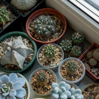 The Psychological Benefits of Indoor Plants