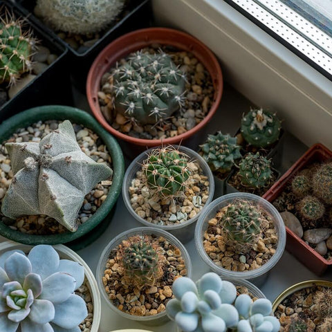 The Psychological Benefits of Indoor Plants
