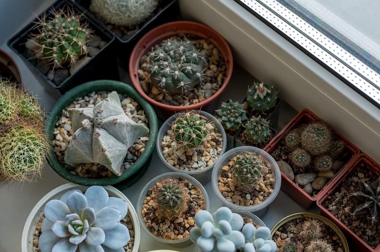 The Psychological Benefits of Indoor Plants
