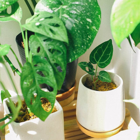 Providing Humidity For Your Houseplants