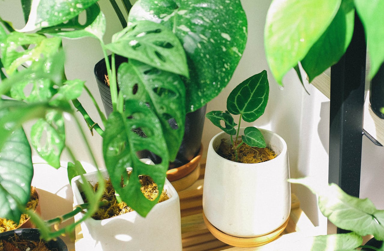 Providing Humidity For Your Houseplants