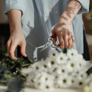 A Little Pruning Will Whittle Away Indoor Plants Woes