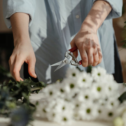 A Little Pruning Will Whittle Away Indoor Plants Woes