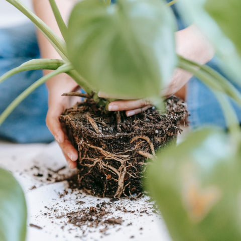 Indoor Plant Root Rot: How To Prevent, Spot, Treat, And Fix It