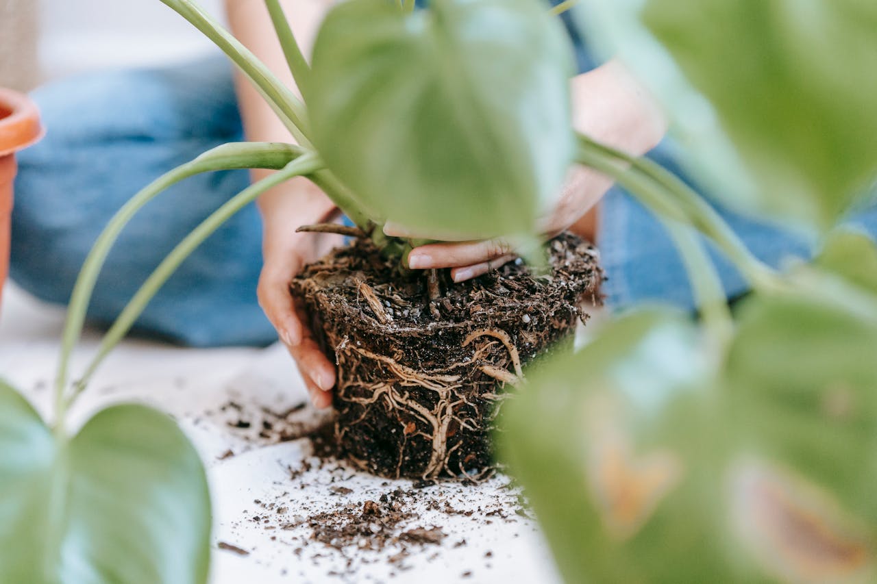 Indoor Plant Root Rot: How To Prevent, Spot, Treat, And Fix It