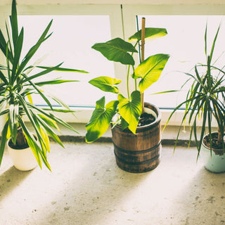 6 Proven Health Benefits Of Indoor Plants That You Should Know
