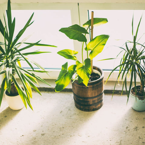 6 Proven Health Benefits Of Indoor Plants That You Should Know