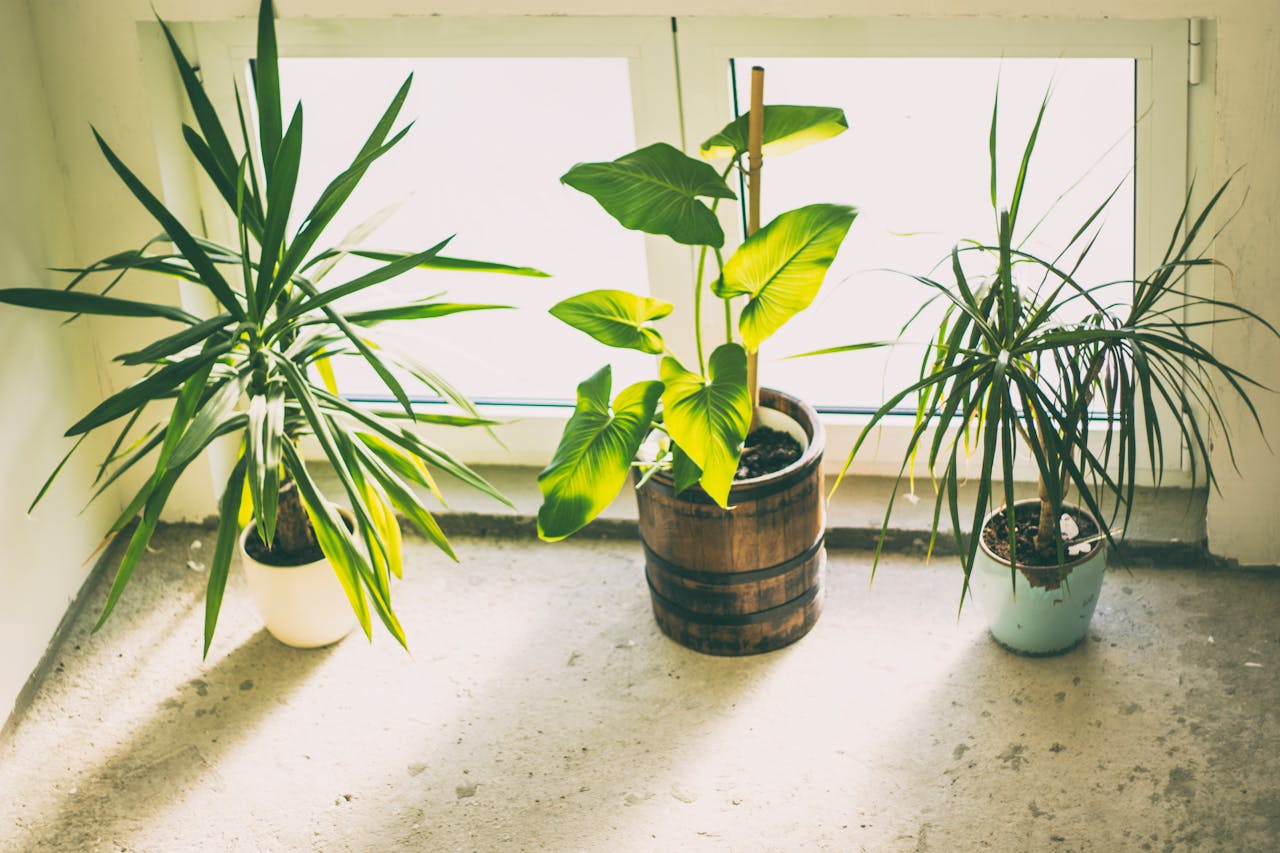 6 Proven Health Benefits Of Indoor Plants That You Should Know