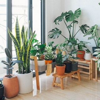 Breathe Easy With These 7 Amazing Air-Purifying Indoor Plants
