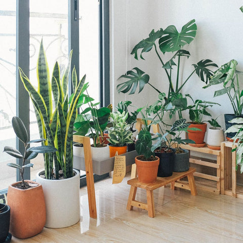 Breathe Easy With These 7 Amazing Air-Purifying Indoor Plants
