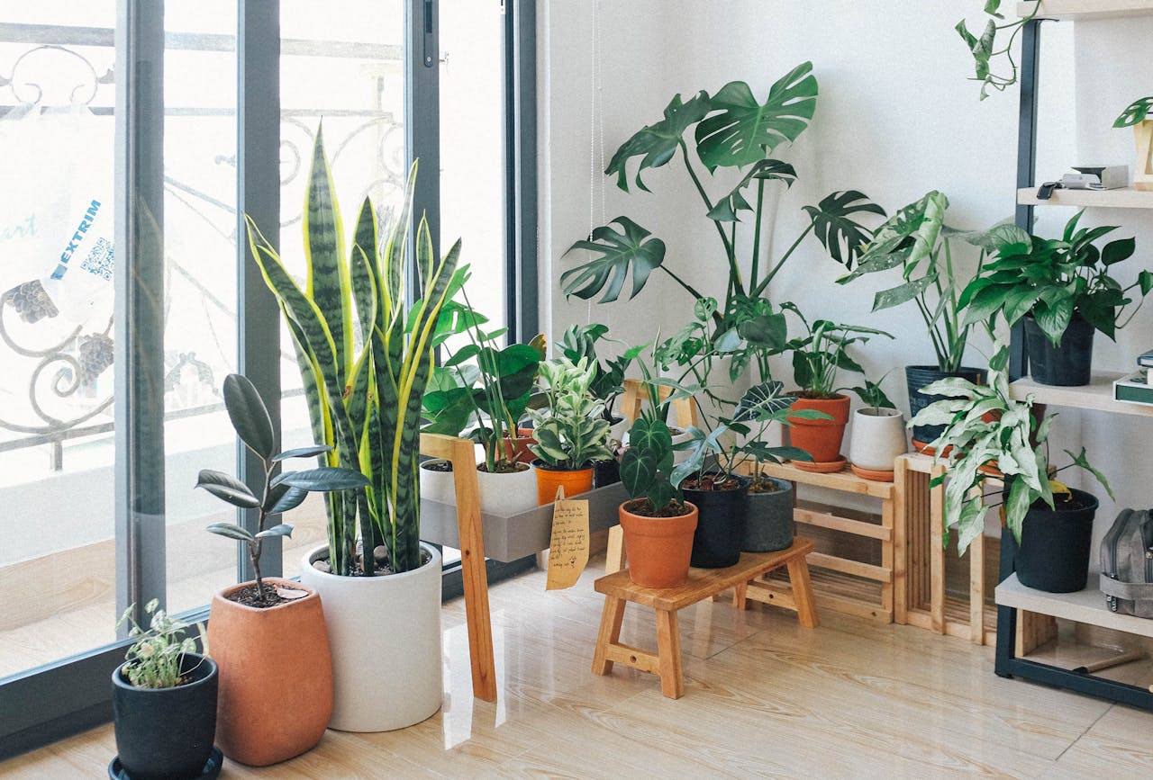 Breathe Easy With These 7 Amazing Air-Purifying Indoor Plants
