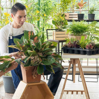 Why Peace Lilies Are A Must Have Plant For 2025