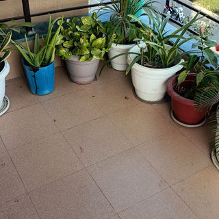Why Indoor Plants Improve Mood and Reduce Stress: A Science-Backed Guide