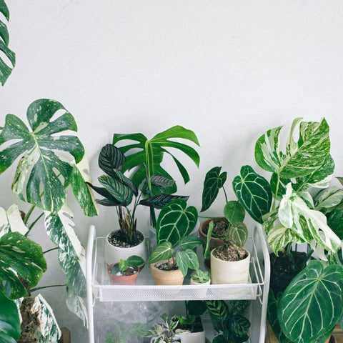 5 Tips for Moving Indoor Plants Safely from Nursery to Home