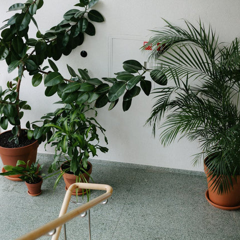 5 Easiest Indoor Plants To Maintain With Minimal Attention