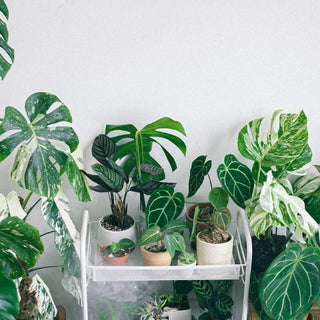 AC Condensate for Indoor Plants — The Free UAE Water Hack