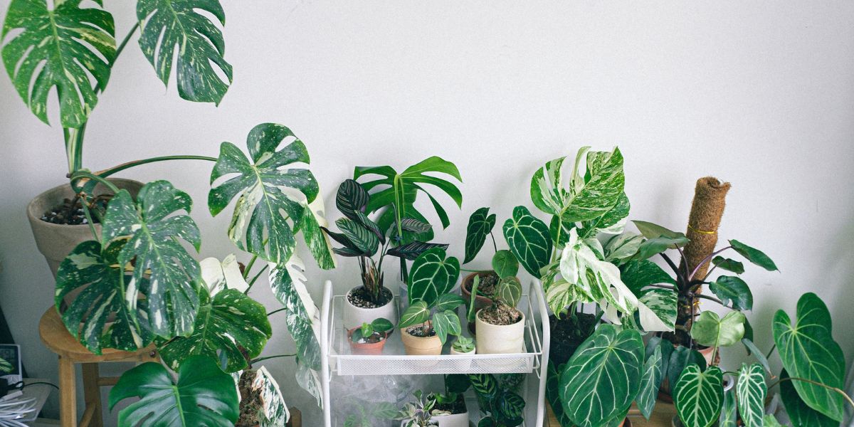 AC Condensate for Indoor Plants — The Free UAE Water Hack