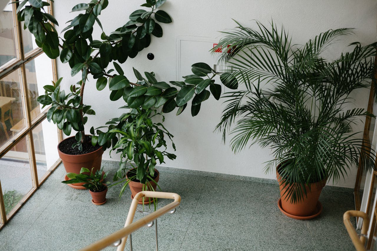 Creating A Tropical Oasis Indoors: Featuring Giant Leaf Plants