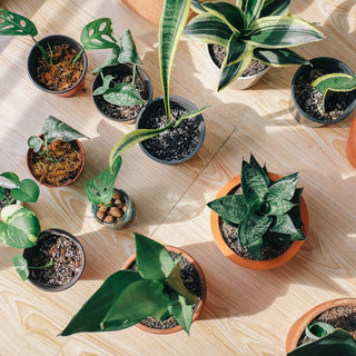 Science Behind How Indoor Plants Improve Your Health
