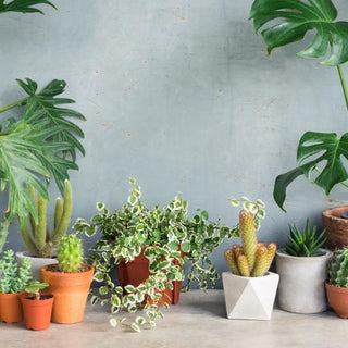 Ultimate Guide To Caring For Your Snake Plant: Tips And Tricks
