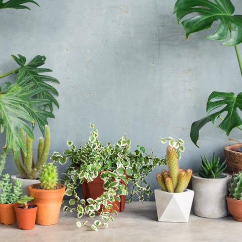 Ultimate Guide To Caring For Your Snake Plant: Tips And Tricks