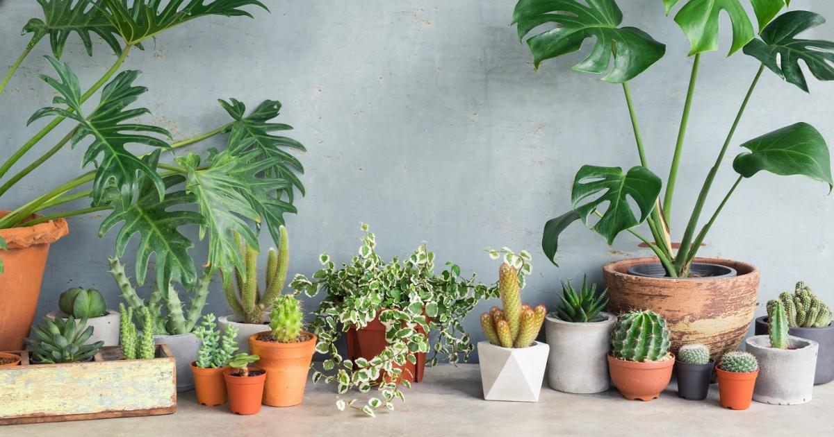 Ultimate Guide To Caring For Your Snake Plant: Tips And Tricks