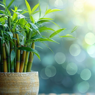 Lucky Bamboo: A Gift Of Good Fortune And Prosperity