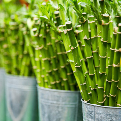 Eco-Friendly Practices For Caring For Your Lucky Bamboo