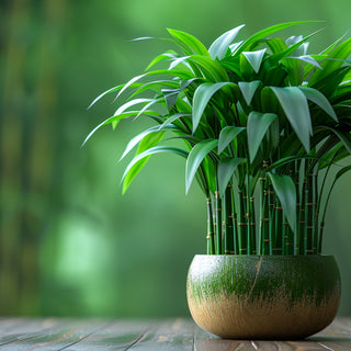 Winter Care For Lucky Bamboo: Keeping Your Plant Healthy In Cold Months