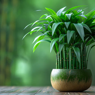 Can You Fertilize Lucky Bamboo Daily with Micro-Dosage? Risks & Rewards