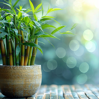 Preventing Algae Growth In Lucky Bamboo Water During Summer
