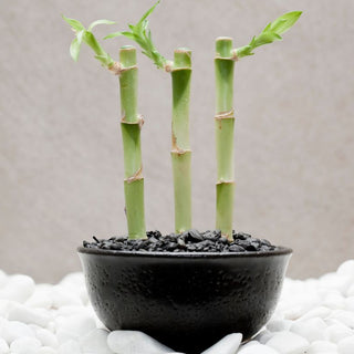 Can Lucky Bamboo Survive in Windowless Rooms? Light Solutions for Low-Natural-Light Spaces