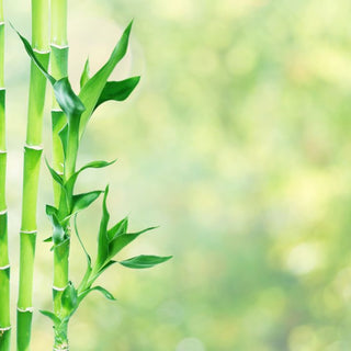 Travel Mode: Keeping Lucky Bamboo Alive During 2–4 Week Trips