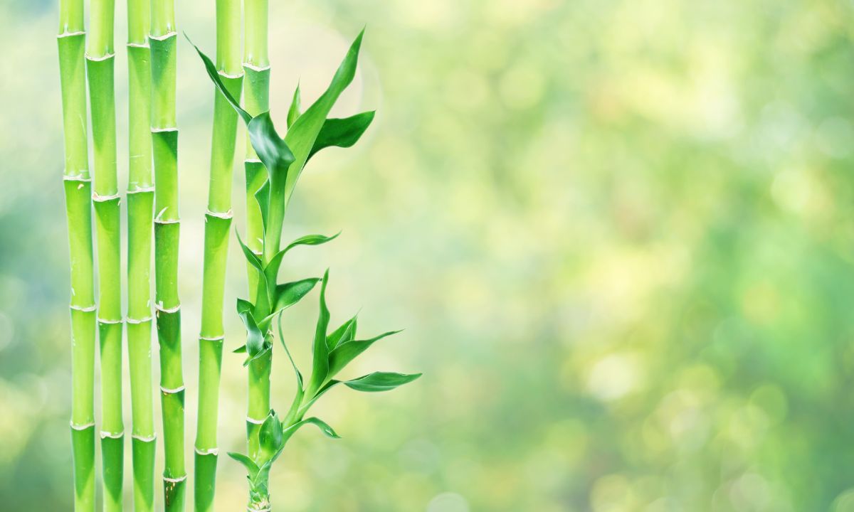 Travel Mode: Keeping Lucky Bamboo Alive During 2–4 Week Trips