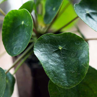 Money Plants In Low Light: How To Ensure Healthy Growth
