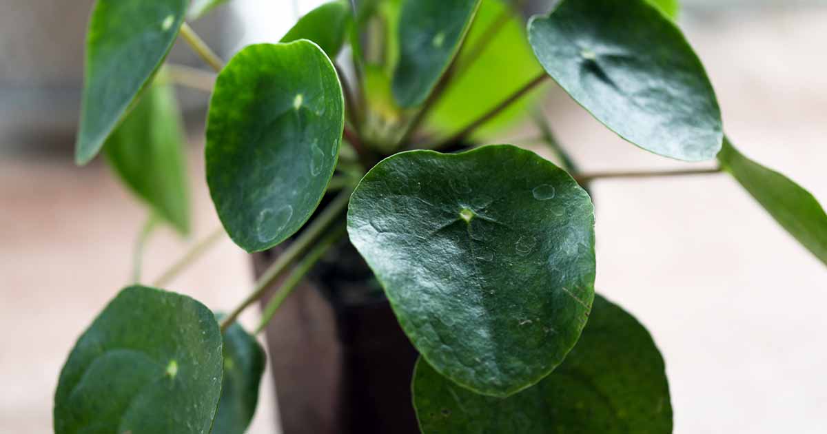 Money Plants In Low Light: How To Ensure Healthy Growth