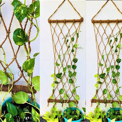 Why Is My Money Plant Growing Slowly in UAE? Causes and Fixes