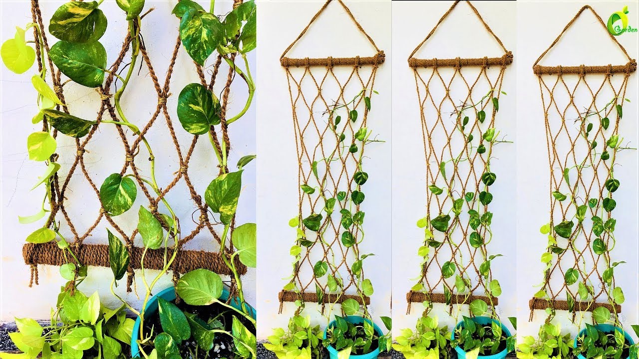 Why Is My Money Plant Growing Slowly in UAE? Causes and Fixes