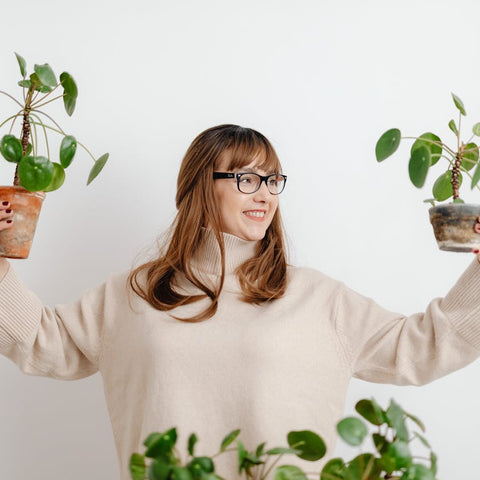 How To Train A Money Plant To Climb Indoors