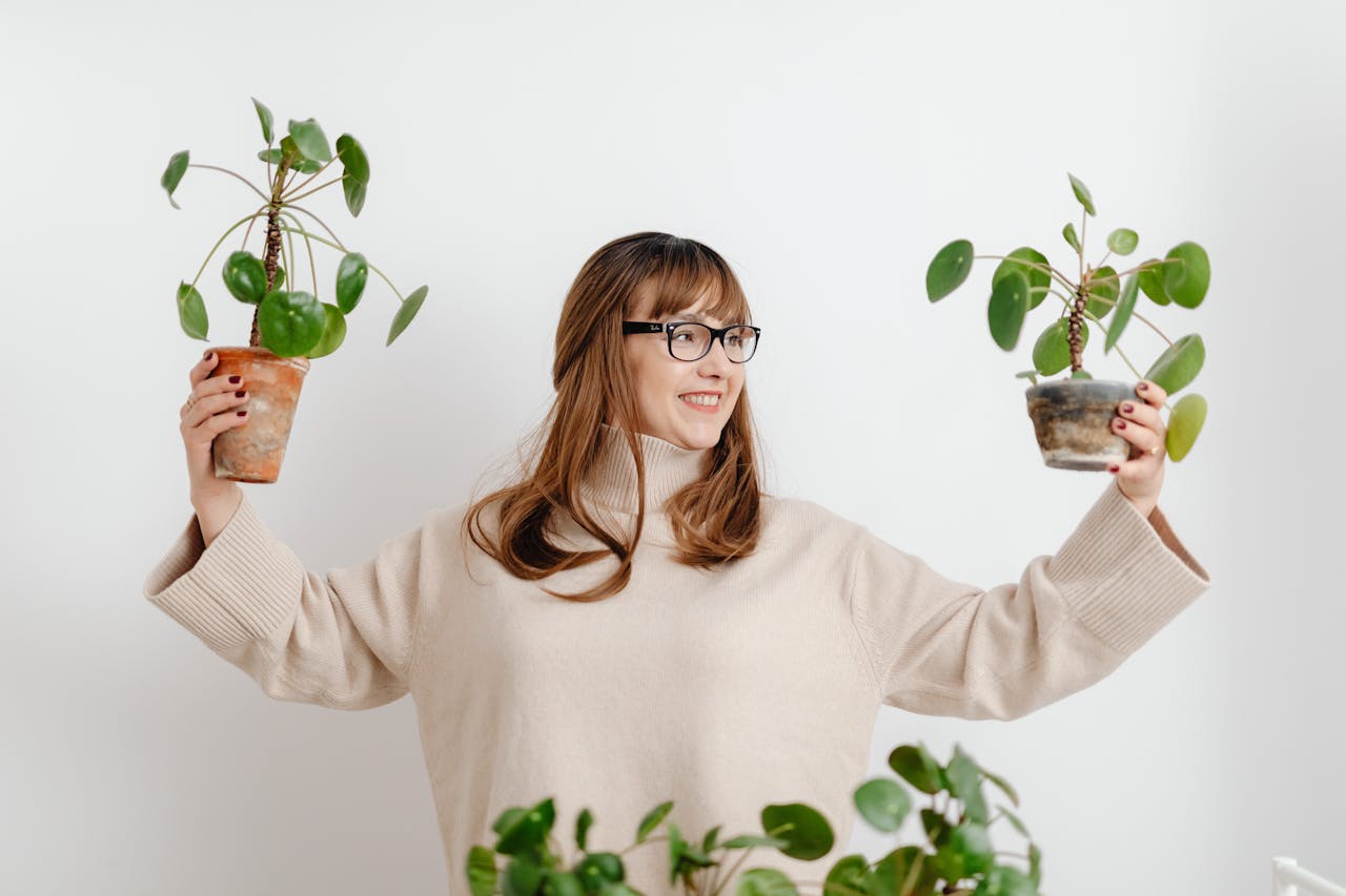 How To Train A Money Plant To Climb Indoors