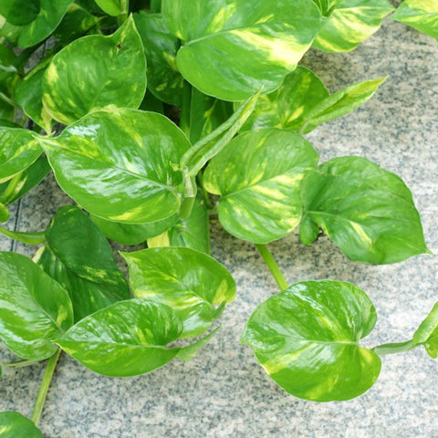 Why Your Money Plant Has Long Vines But Tiny Leaves — The Internodal Stretching Problem