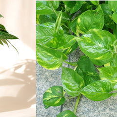 Money Plant vs. Money Tree — What Is the Difference?